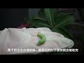 富贵花虫害了怎么办？ caterpillars attack adenium obesum