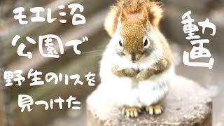 【放デイで体験】野生のリスを発見⁉【札幌市の中高生向け放デイ】