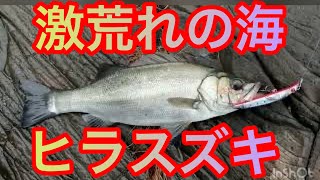 荒磯最高〜ヒラスズキ釣り