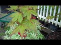 acer pa. aka shigitatsu sawa japanese maples at northwest nurseries