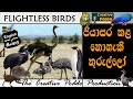 පියාසර කළ නොහැකි කුරුල්ලෝ | FLIGHTLESS BIRDS