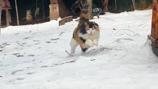 Winter Days of Cats in a Remote Korean Mountain Village