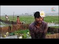 Fishing techniques to catch fish with bamboo beauty of Bangladesh Abdullah Fishing bd