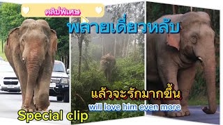 Ep 499 คลิปพิเศษ พลายเดี่ยวหลับกับบทเพลงจาก Bai Im studio#ช้างป่า#เขาใหญ่ #elephant #เพลงฮิต#เพลง