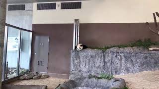 🐼PANDA LIVE🐼 寝ている彩浜🌈なう #2019年11月26日