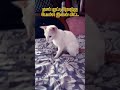 இவன் பாசத்துக்கு நாங்க அடிமை shashasha0709 catfunny catlover youtubeshorts