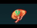 Human Organ Atlas: HiP-CT imaging of a healthy human kidney using the ESRF-EBS