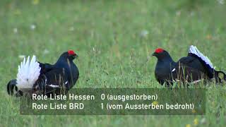 Vogelporträt: Das Birkhuhn in der Rhön