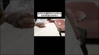 カワウソと遊びたいペンギン#shorts