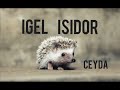 igel isidor 🦔 ceyda o 🦔 kinderlied