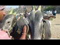 dheshiya black bull s video oxen price video seema cart adoni market video s