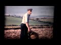 1961 potato gathering newtowncunningham donegal ireland