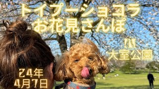 日本キャンパック大室公園へ　ショコラ連れ花見散歩に行って来ました。