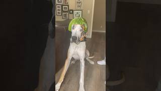 Putting a watermelon helmet on my dog #dog #funny