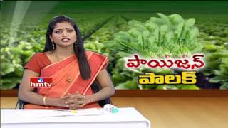 Harmful Effects of Pesticides: Spinach From Hyd Contains Pesticides | Special Focus By HMTV | HMTV