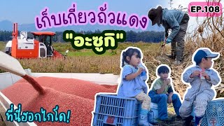 EP.108 | เกษตรกญี่ปุ่น เก็บเกี่ยวถั่วแดง \