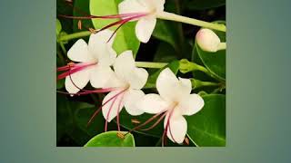 #Volkameria inermis #Clerodendrum inerme #Glory bower #Sankuppii