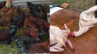 CULL CLEAN AND SMOKE ROOSTERS