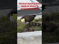 masked lapwing bird other name is spur winged plover ready to attack to protect their eggs.