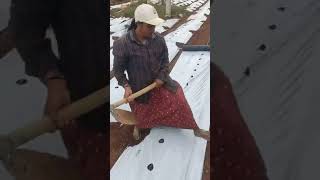 Laying Mulching Sheet || నా పొలంలో మల్చింగ్ షీట్ వేస్తున్నాను. ||