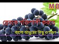 kalo angurer bishes kichhu gunagun কালো আঙুর কখন ও কেন খাবেন জানুন ।