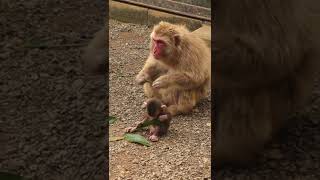 cute baby monkey 🥰😍🥰 #shorts #short #shortvideo #shortsvideo #monkey
