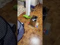 良い感じに段ボールに収まってる子猫📦 ブン太　 猫のいる暮らし 猫 猫動画 鍵しっぽ cat cats