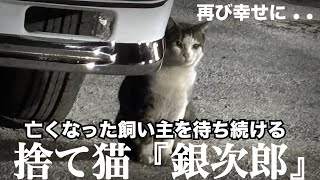 【忠猫】亡くなった飼い主を毎日待ち続けた捨て猫の『銀次郎』が再び幸せになるまで .. 🥺沖縄県〜茨城県へ✈️