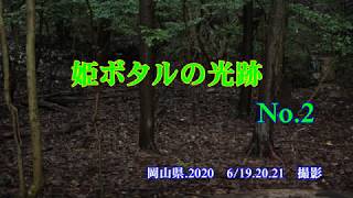 姫ボタルの光跡　No 2　岡山県 2020　6月19 20 21　撮影