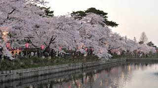 ウェザーリポート動画0413@新潟県上越市4月12日18時11分頃(高田城址公園観桜会…vol.)☆polaris