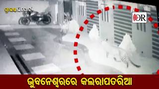 Tiger in Bhubaneswar II ଭୁବନେଶ୍ୱରରେ ବାଘ !