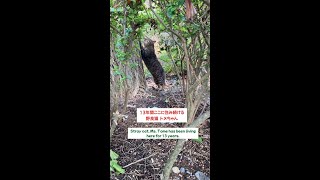 お婆ちゃん猫が爪研ぎをして見せてくれました(Old female cat sharpening her claws)#Shorts