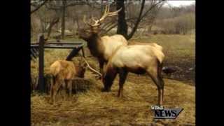 Elk Poaching