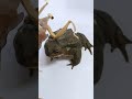 カレハカマキリvs巨ガエル