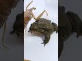 カレハカマキリvs巨ガエル