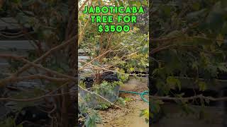 Black Jaboticaba (Jabuticaba, Brazilian Tree Grape) Tropical Tree for $3500. Would you buy?