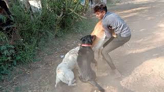 কুকুরের লড়াই (রটওয়েলার, লেবরা, জার্মান শেফার্ড) দেশি কুকুরের লড়াই