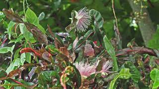 サガリバナ　240824　Barringtonia racemosa240824