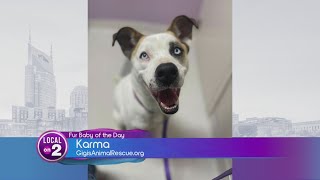 Meet Karma