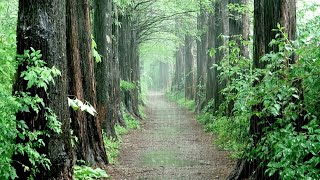 비오는날 걷고 싶은 숲길, 상쾌한 공기와 빗소리로 휴식과 숙면,  힐링 ASMR