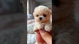 Adorable Tiny Animals Compilation – Cute Kittens \u0026 Puppies! #shorts