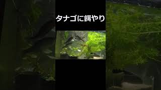 タナゴの餌やり(キタノアカヒレタビラ)