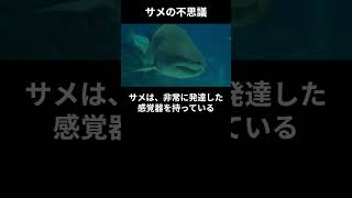 サメの不思議 #雑学 #動物 #1分雑学