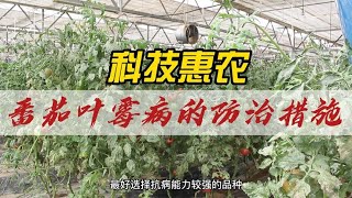 番茄叶霉病的防治措施