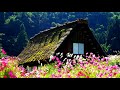 beautiful forest flowers hd1080p