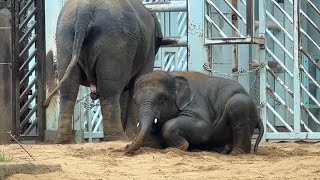 プールの後の砂浴びはママの傍がいい甘えん坊アルンくん【2023年8月8日】【上野動物園】アジアゾウ