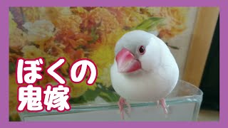 【文鳥・ごま＆ちゅぴ】の  思い出の動画リメイク。   コザクラインコのまっちゃ