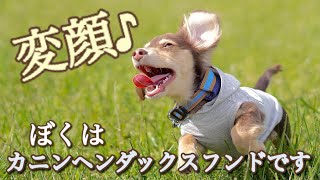 《2021.5.8》デジタル一眼カメラだと最高に綺麗な写真が撮れました(^^)愛犬るぱんのお散歩編　in東扇島公園。０歳