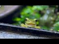 カエル幼稚園のちびっ子カエル達が可愛すぎた        Kindergarten with a collection of baby frogs