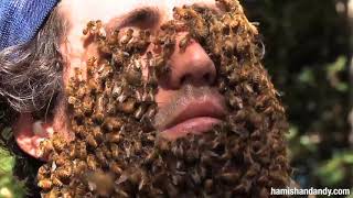 Andy's Bee Beard